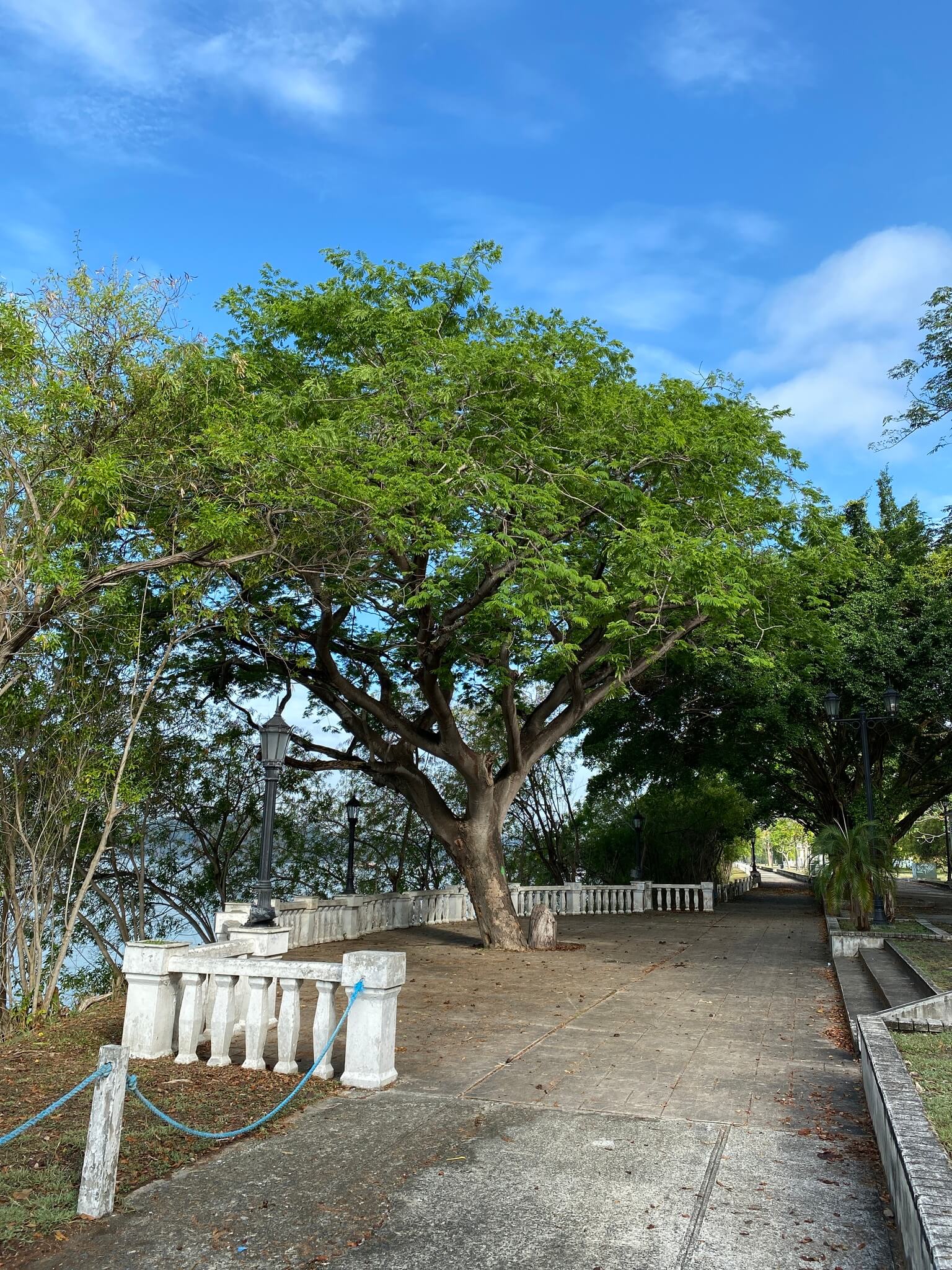 Enterolobium cyclocarpum